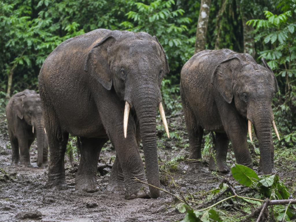 Illustrative scene: two forest elephants standing among trees and low forest vegetation; not a documentary photograph of the named destination.